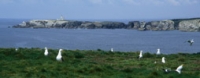 Nids avec vue ... sur la Pointe et le phare des Poulains