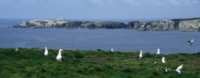 Nids avec vue  ... sur la Pointe et le phare des Poulains