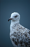Goéland immature