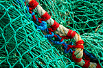 "Filet corail"