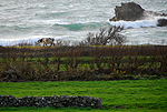 Rencontre  la pointe du Cotentin