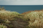 Pointe du Grouin (ille et Vilaine)