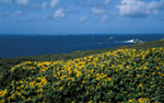 Ile de Sein vue de la Pointe du Raz (Finistre)