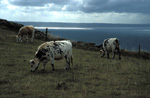 Nez de Jobourg (Cotentin)