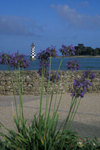 Agapanthes  l'Ile Tudy (Finistere)