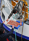 "Passage de Langoustines" au Guilvinec(Finistere)