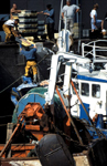 Déchargement de la pêche au Guilvinec (Finistère)