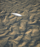 Dessin sur sable...